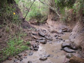 The bottom ¼ of Craig’s canal.